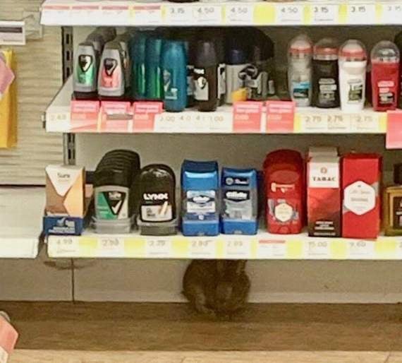 The bunny hides underneath a shelf in the chemists from where it was rescued.