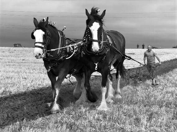Horses at a previous Cheriton Fitzpaine and District Ploughing match.
