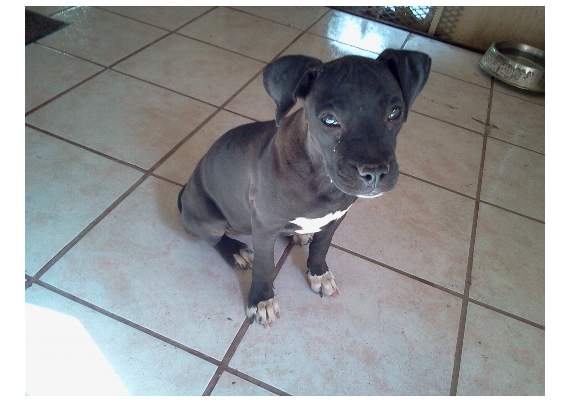 Coco now as a four-month-old puppy
