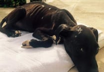 Plea for cash help to bring Coco home