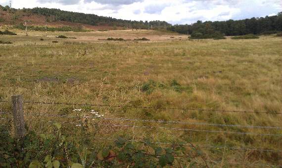 Part of the Weaver’s Down site between Griggs Green and Rake