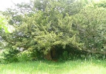 The yew beside which a church was planted