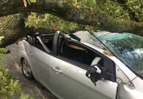 Elderly couple's lucky escape as tree crushes car