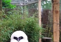 Birdworld owls are thriving