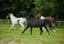 Desperate plea to help RSPCA save horses in ‘national crisis’
