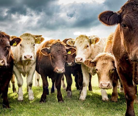 Dominic Vacher’s moody cattle was the runner-up