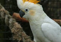 New Birdworld aviaries help conserve cockatoos
