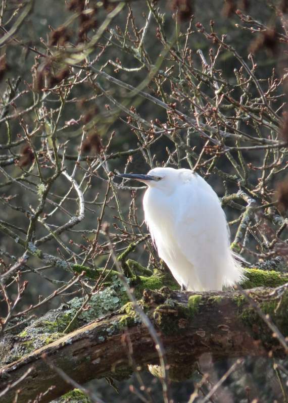 A little egret was just one of the many birds seen during the group outing