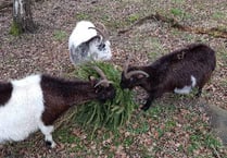 Unusual way to dispose of Christmas trees