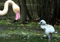 Flamingo Cove’s newest additions