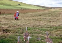 Birdworld plays its part as great bustards thrive