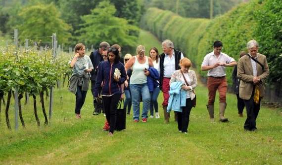 Taking a tour of the award-winning Jenkyn Place vineyard at Bentley. Picture order no: AD24-49-18