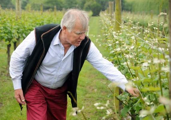 Estate owner Simon Bladon examines the vines. Picture order no: AD24-44-18