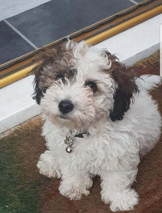 Jackapoo puppy and attack victim Molly