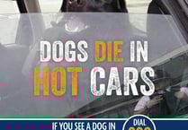 Police rescue dog from hot car in Farnham car park