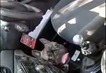 Dog freed from car