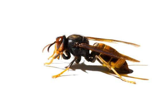 Hornets on the loose