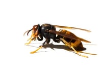 Hornets on the loose
