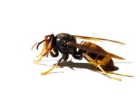 Hornets on the loose
