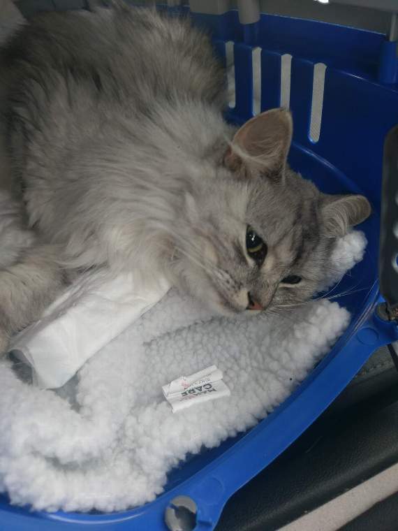 Bella needed six weeks of ‘cage rest’ and went on to make a full recovery