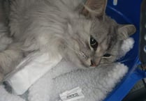 Vet fees minefield for pet owners