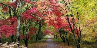 Five of the best... places to see autumn colour