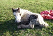 Foal dumped in field and left to die