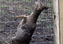 ‘Forest corridor’ threat to wildlife