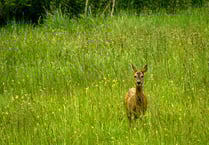 Seven deer killed by dogs in a year, but who cares?