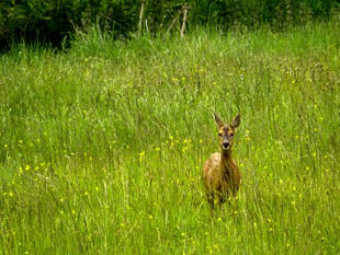 Dog owners warned after deer attacks at Farnham Park