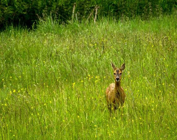 <p>A roe deer at Farnham Park. (Michael Young)</p>