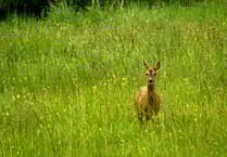 Dog owners warned after deer attacks at Farnham Park