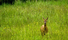 Seven deer killed by dogs in a year, but who cares?