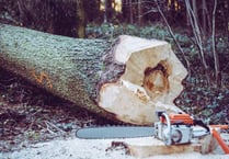 Fined for damaging protected birch tree