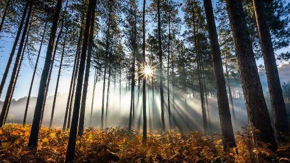 Concerns about nod for repeated early-morning filming at Bourne Wood