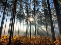 Concerns about nod for repeated early-morning filming in woods