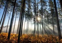 Concerns about nod for repeated early-morning filming at Bourne Wood