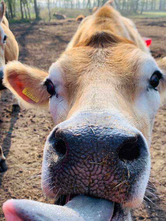 CRT looking for 'entrepreneurial' farmer after evictions at Frensham's Pierrepont Farm