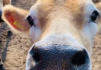 Dairy farms flushing thousands of gallons of milk down the drain