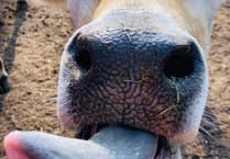 CRT looking for 'entrepreneurial' farmer after evictions at Frensham's Pierrepont Farm