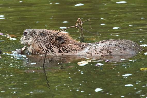Devon Wildlife Trust beaver (photo: Mike Symes)