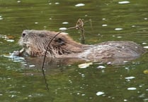 Appeal launched to help fund return of beneficial beavers