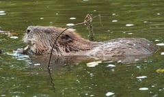 Appeal launched to help fund return of beneficial beavers