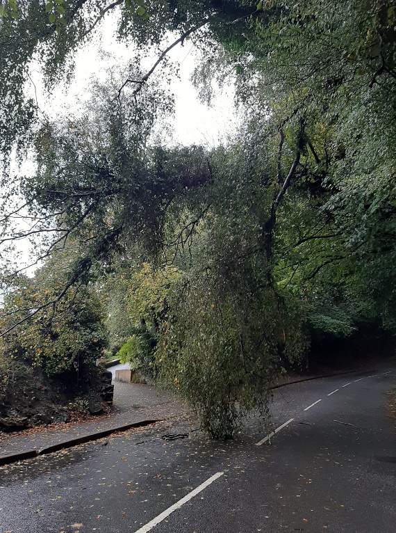 Woolmer Hill resident Alison Walker took this photo of the fallen tree on Sunday – but said they 'look even worse' on Friday