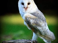 Birdworld appeals for help plugging £10,000 funding gap to feed animals