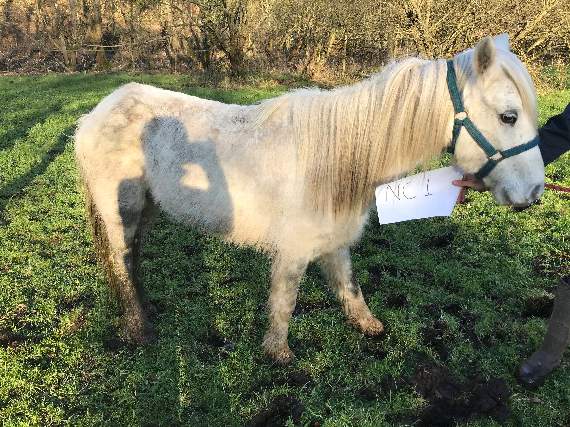 The pony, which was abandoned at Moor Park Lane