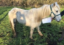 Appeal for information after pony forced to be put down