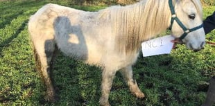Appeal for information after pony forced to be put down