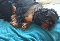 Information plea after dog, owner attacked in park