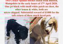 Pet owner gives chase as beloved dogs stolen in early morning raid